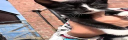American Shorthair cats for sale: Cute kittens  - Advert 7