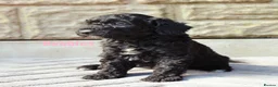 Labradoodle dogs for sale: F7 Australian Labradoodle Stunning Girl - Advert 12