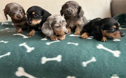 Miniature Dachshund dogs for sale: ***long haired mini dachshunds **** - Image 13
