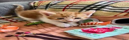 Mixed Breed cats for sale: Kittens for Sale £160 - Advert 13