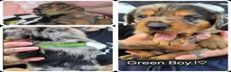 Mixed Breed dogs for sale: Dashweiler Puppies.!♡  - Advert 10