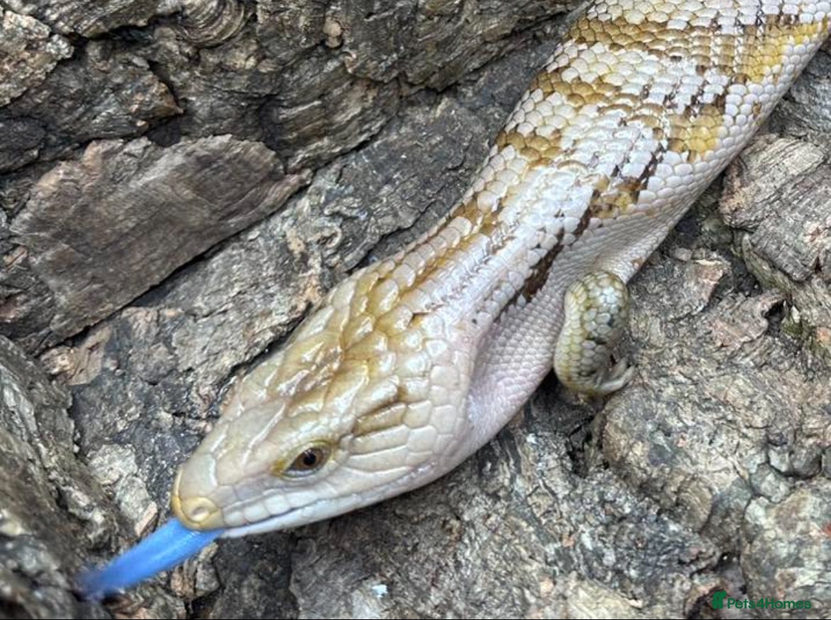 Skink reptiles Super Friendly Northern BTS - Advert 1