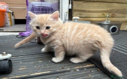 Bengal cats for sale: Bengal Mixed Litter - 2 Ginger & 1 Blue/Grey - Image 36