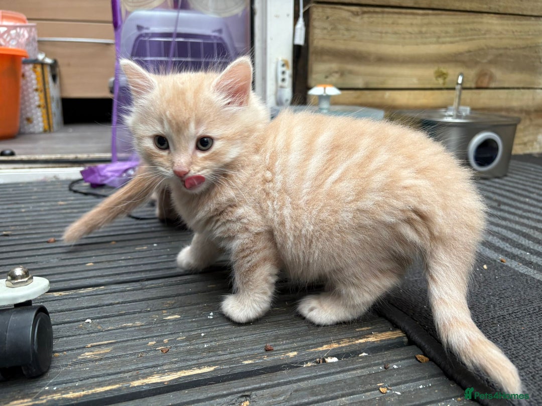 Bengal cats for sale: Bengal Mixed Litter - 2 Ginger & 1 Blue/Grey - Image 36