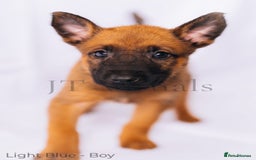 Belgian Shepherd Dog dogs for sale: Belgian malinois puppies - Image 13