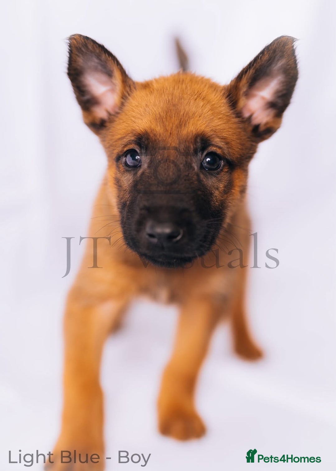 Belgian Shepherd Dog dogs for sale: Belgian malinois puppies - Image 13