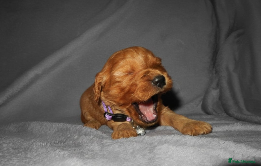 Cockapoo dogs for sale: Cockapoo Puppy’s 🐶🐾 - Advert 14