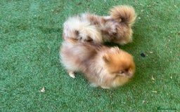 Pomeranian dogs for sale: Mini Pomeranians - Image 4
