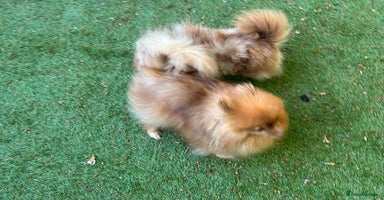 Pomeranian dogs - Advert 3