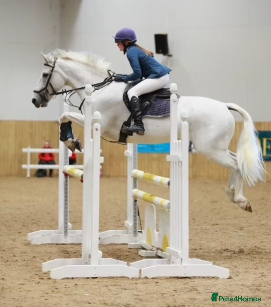 Connemara horses for sale: 15.1hh schoolmaster - Advert 3