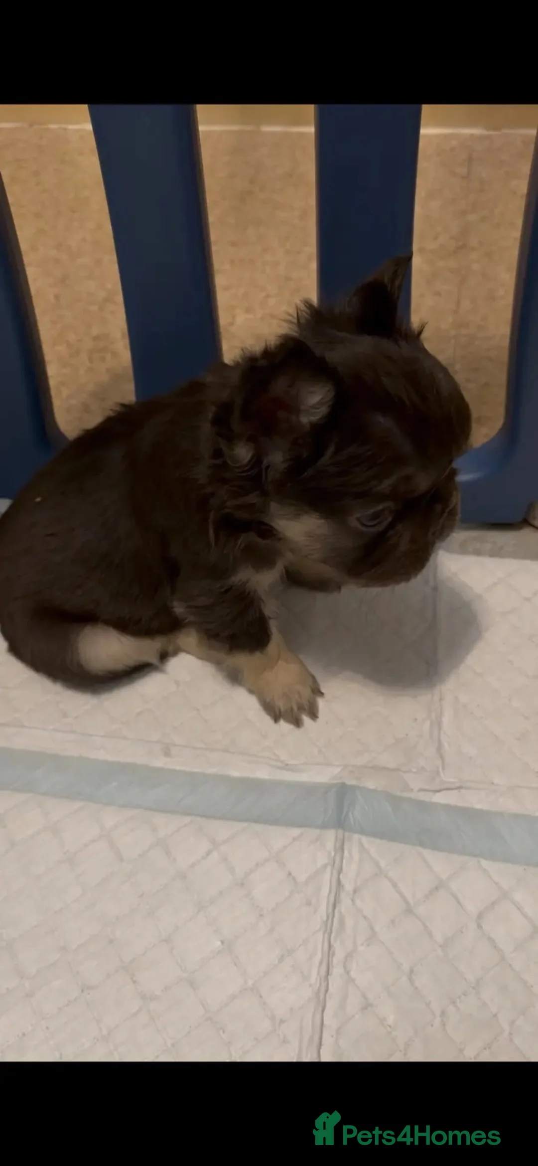 French Bulldog dogs for sale:  💙🦁Fluffy visual French bulldog Reduced!!🏡 - Advert 10