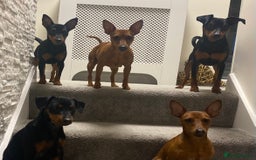 Miniature Pinscher dogs for sale: PURE 100% Miniature Pinscher , KC-reg, DNA tested in Manchester - Image 2