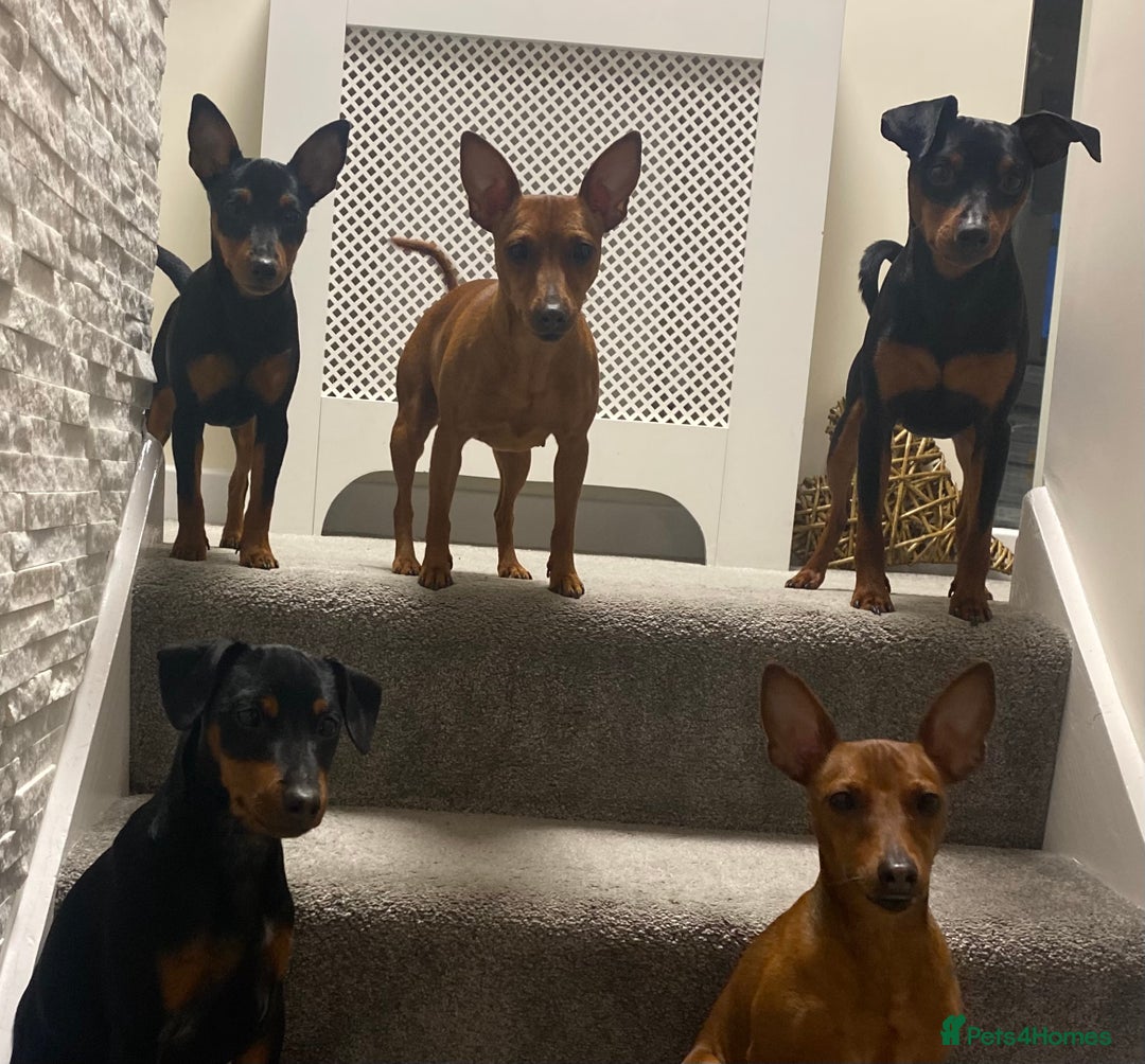 Miniature Pinscher dogs for sale: PURE 100% Miniature Pinscher , KC-reg, DNA tested in Manchester - Image 2