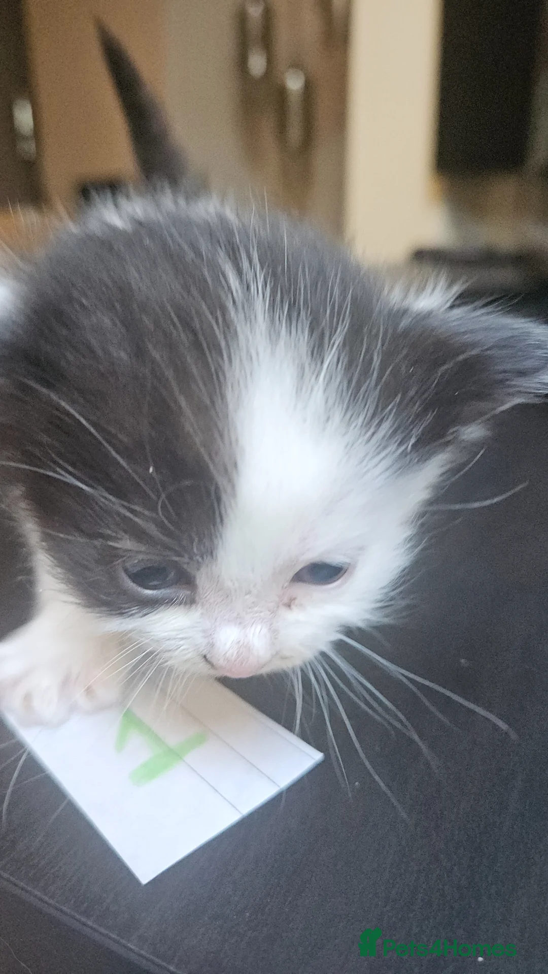 Mixed Breed cats for sale: Cute black n White / Ginger kittens - East London - Advert 2
