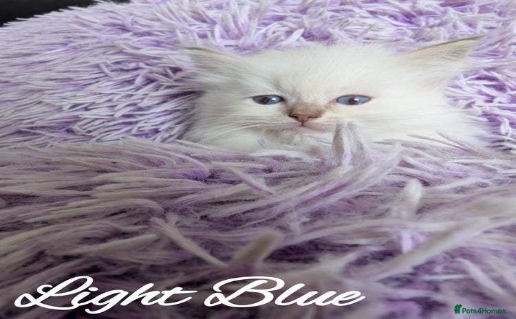 Ragdoll cats - Advert 10