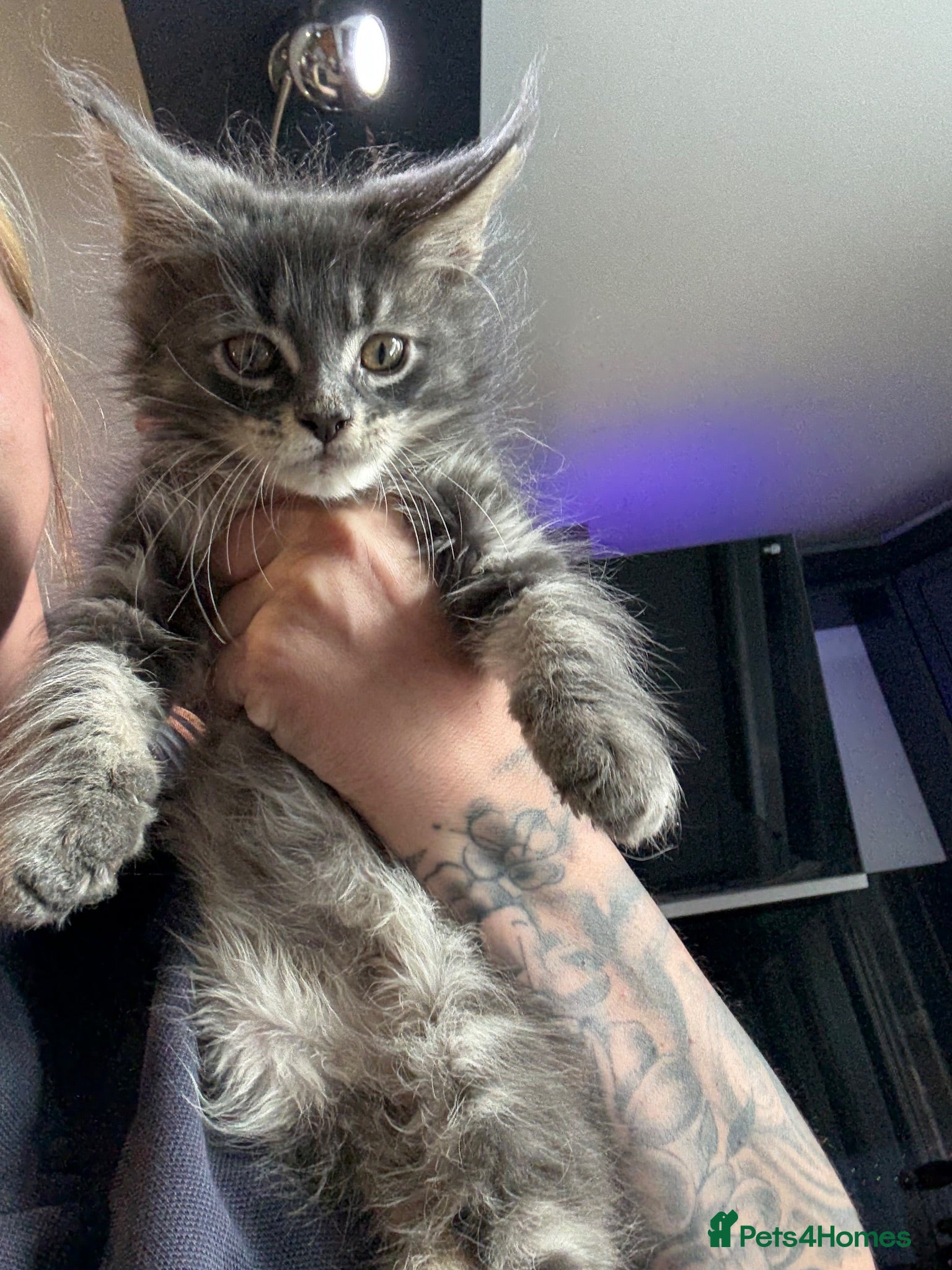 Maine Coon cats Home reared MaineCoon Pedigree Kittens  - Advert 12