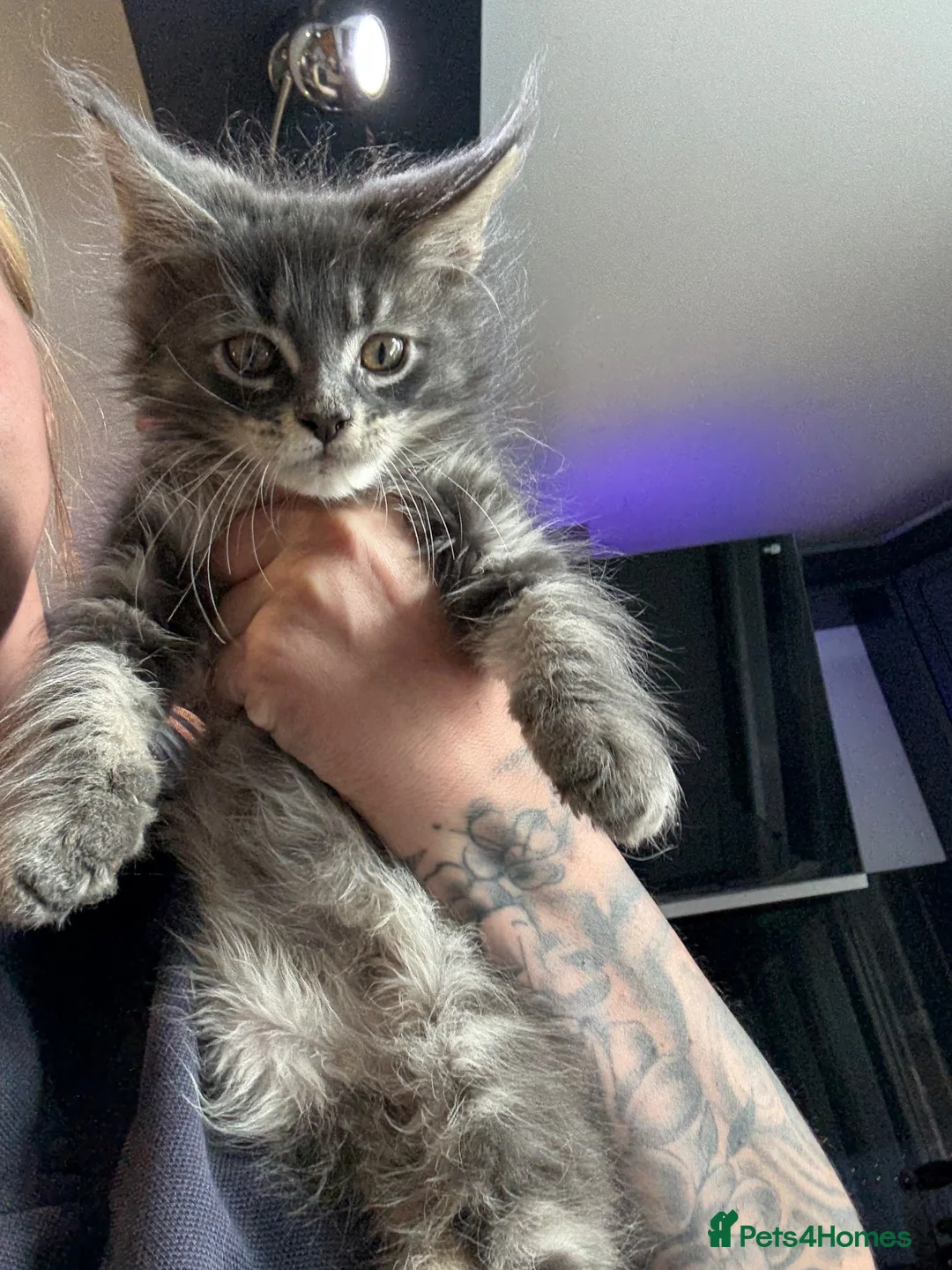 Maine Coon cats for sale: Home reared MaineCoon Pedigree Kittens  - Advert 1