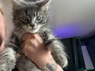 Maine Coon cats Home reared MaineCoon Pedigree Kittens - Advert 7