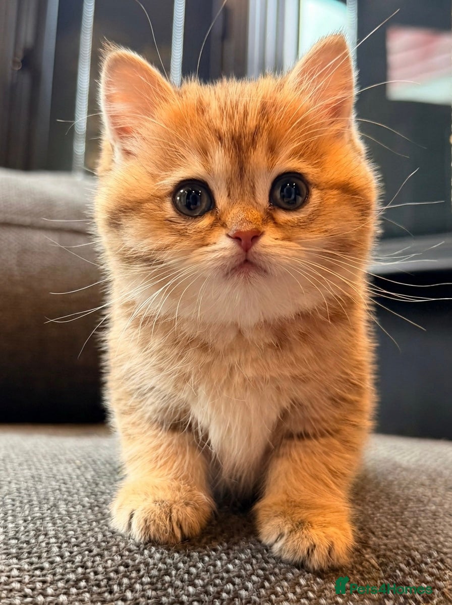 British Shorthair cats British Shorthair Golden Chinchilla Kittens - Advert 5