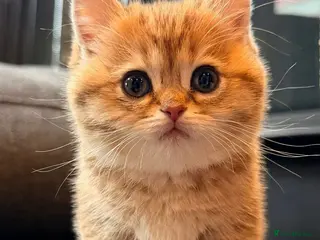 British Shorthair cats British Shorthair Golden Chinchilla Kittens - Advert 15