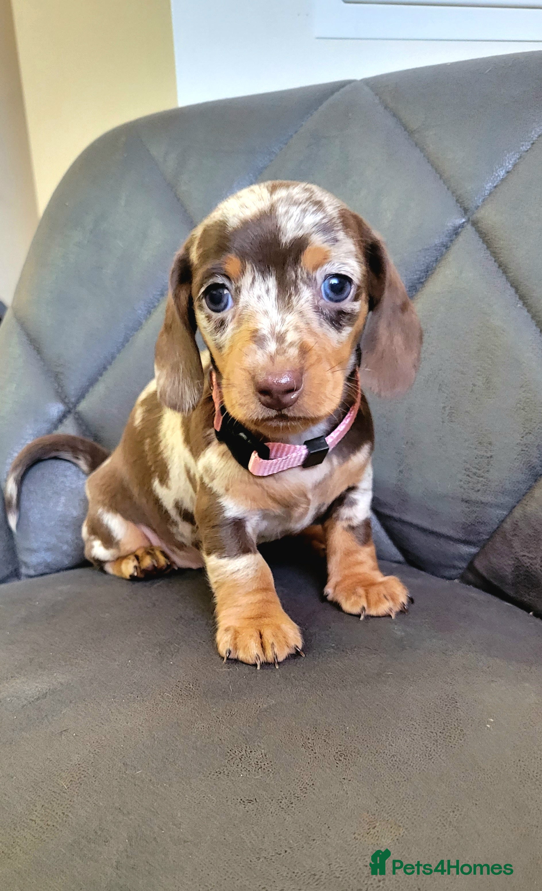 Miniature Dachshund dogs Kc Miniature  Dachshund  - Advert 18