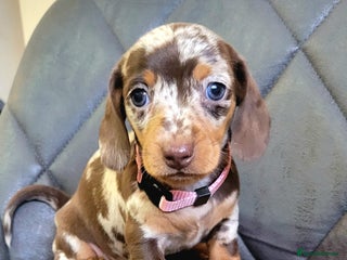 Miniature Dachshund dogs Kc Miniature Dachshund - Advert 18