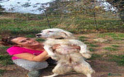 English Setter dogs for adoption: Dana  - Advert 7