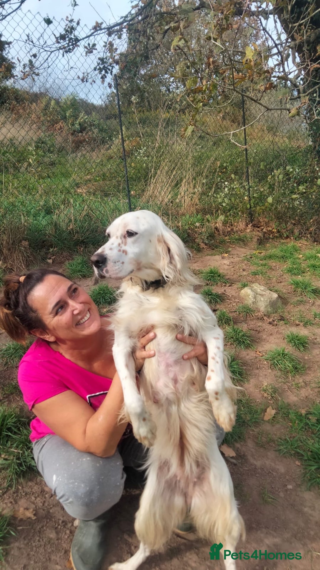 English Setter dogs for adoption: Dana  - Advert 7