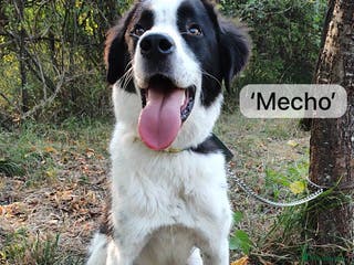 Mixed Breed dogs Mecho, 1.5-2 yrs old. Available for adoption. - Advert 19