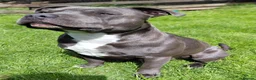 Staffordshire Bull Terrier dogs for stud: Blue staffordshire bull terrier for stud - Advert 2