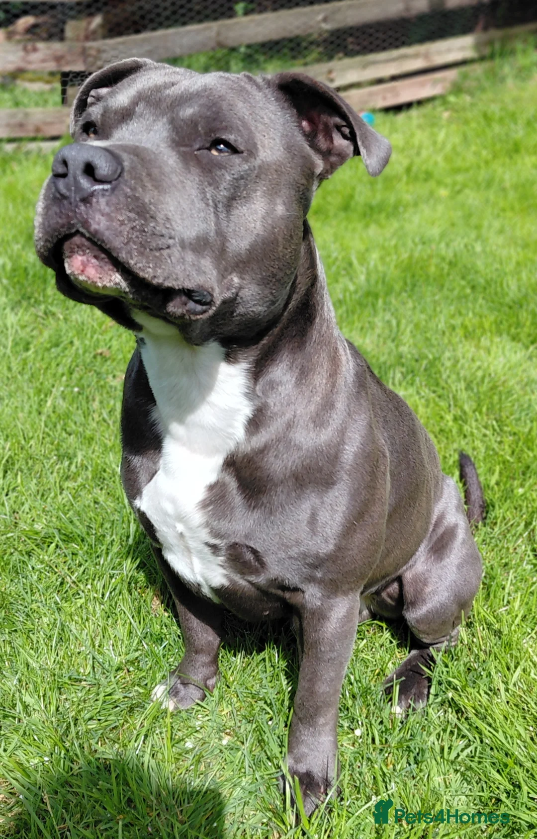 Staffordshire Bull Terrier dogs for stud: Blue staffordshire bull terrier for stud - Advert 2
