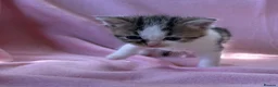 Mixed Breed cats for sale: Beautiful kittens  - Advert 11