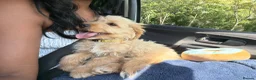 Jackapoo dogs for sale: Jackapoo pup in London - Advert 2