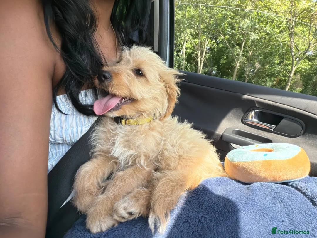 Jackapoo dogs for sale: Jackapoo pup in London - Advert 2