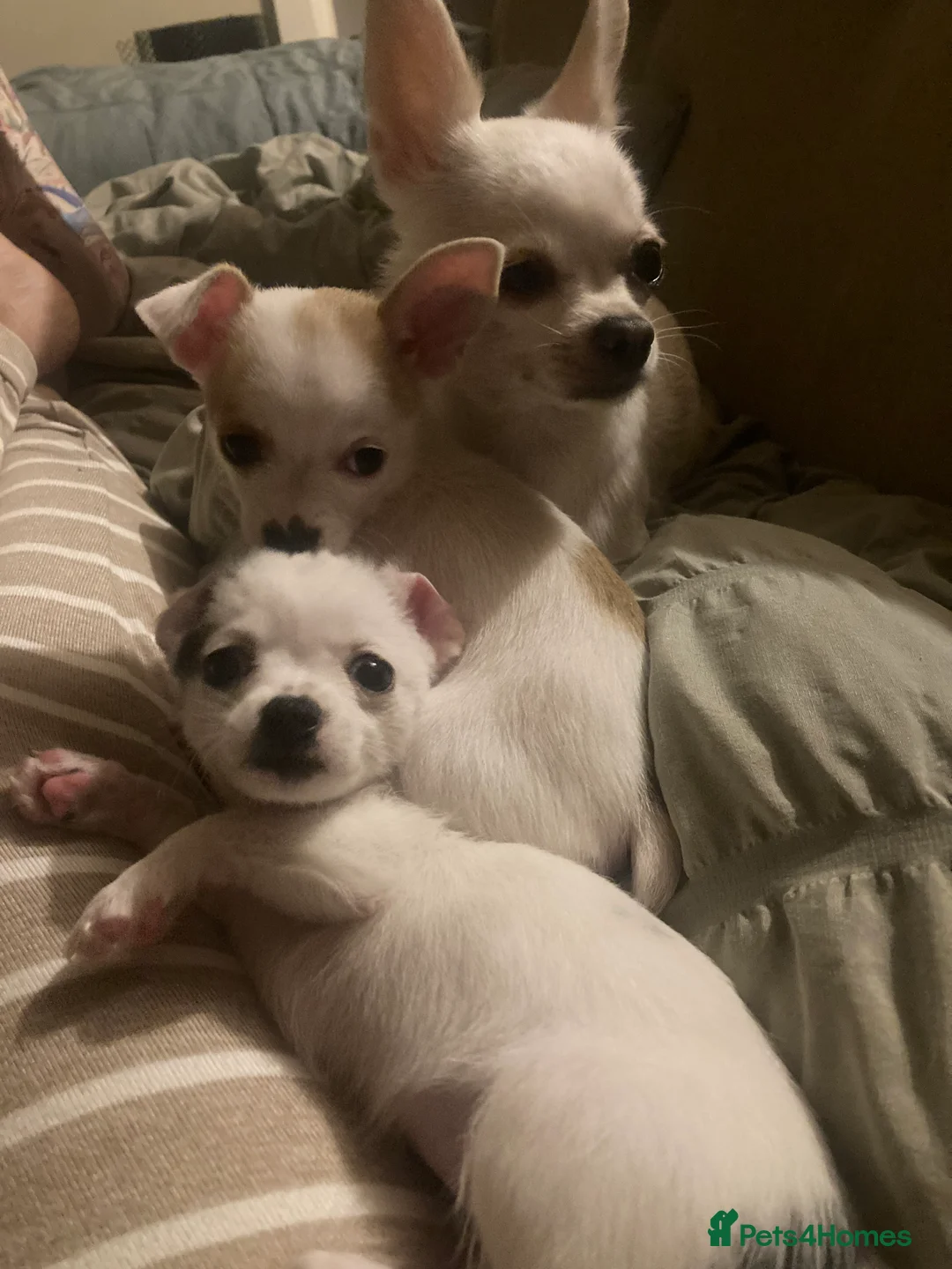 Chihuahua dogs for sale: Girl Chiuhuah  - Advert 1