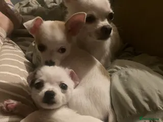 Chihuahua dogs Girl Chiuhuah - Advert 3