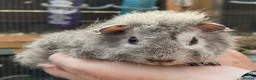 Guinea Pig rodents for sale: Baby guinea pigs  - Advert 5
