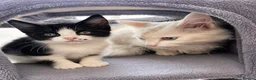 Mixed Breed cats for sale: 🐾Adorable Female Kitten Looking 4Her Forever Home in Luton - Advert 11