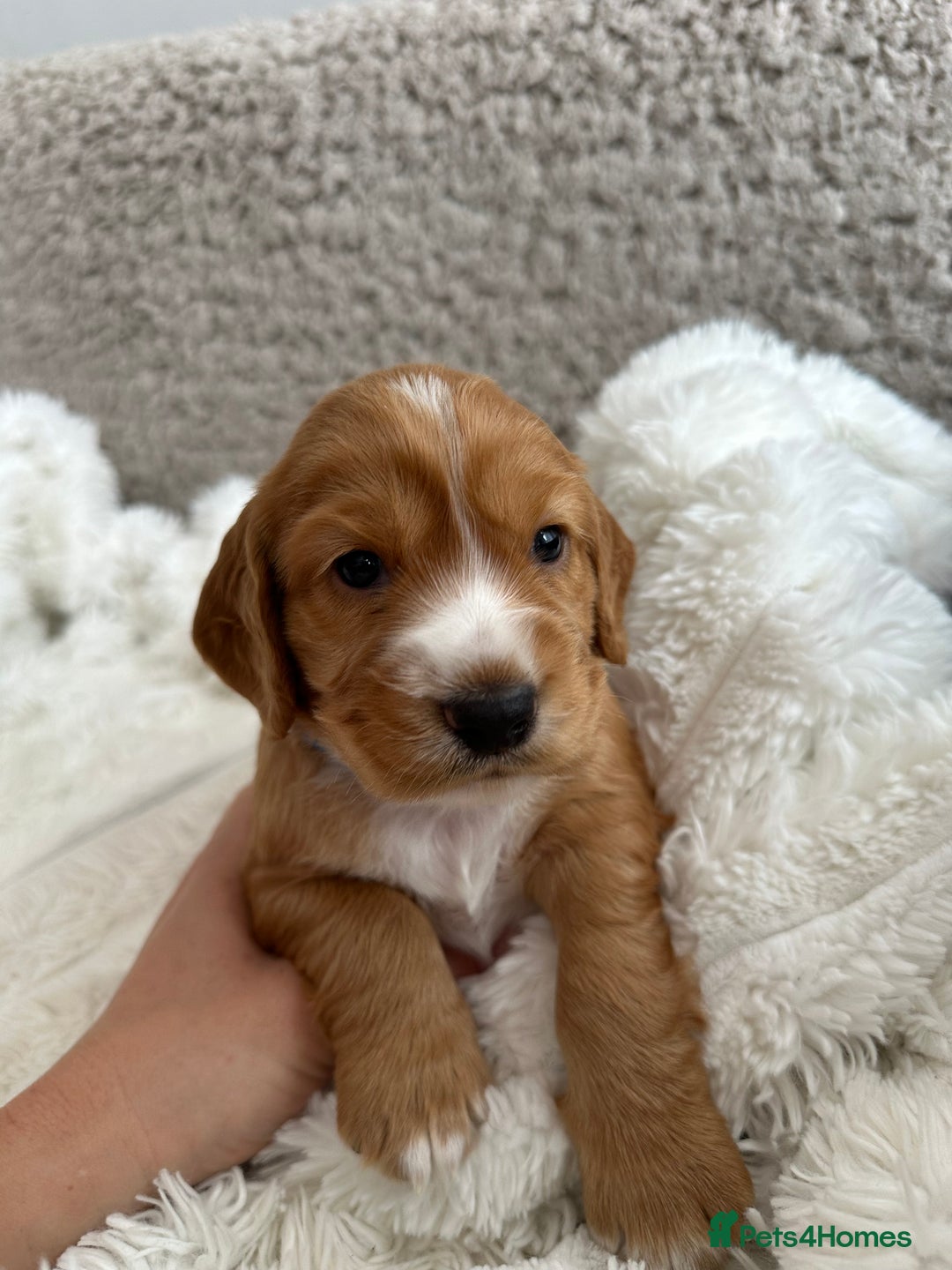 Cocker Spaniel dogs for sale: KC Registered working Cocker Spaniel Puppies  - Image 12