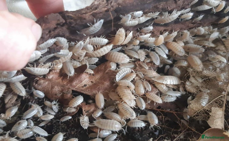 Mixed Breed invertebrates - Advert 1