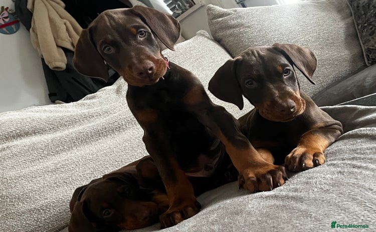 Dobermann dogs - Advert 1