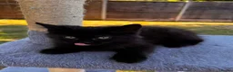 Mixed Breed cats for sale: Adorable Kittens  - Advert 3