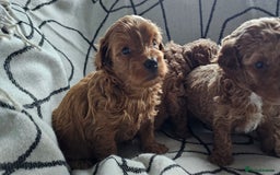Mixed Breed dogs for sale: Beautiful westipoo - Image 8