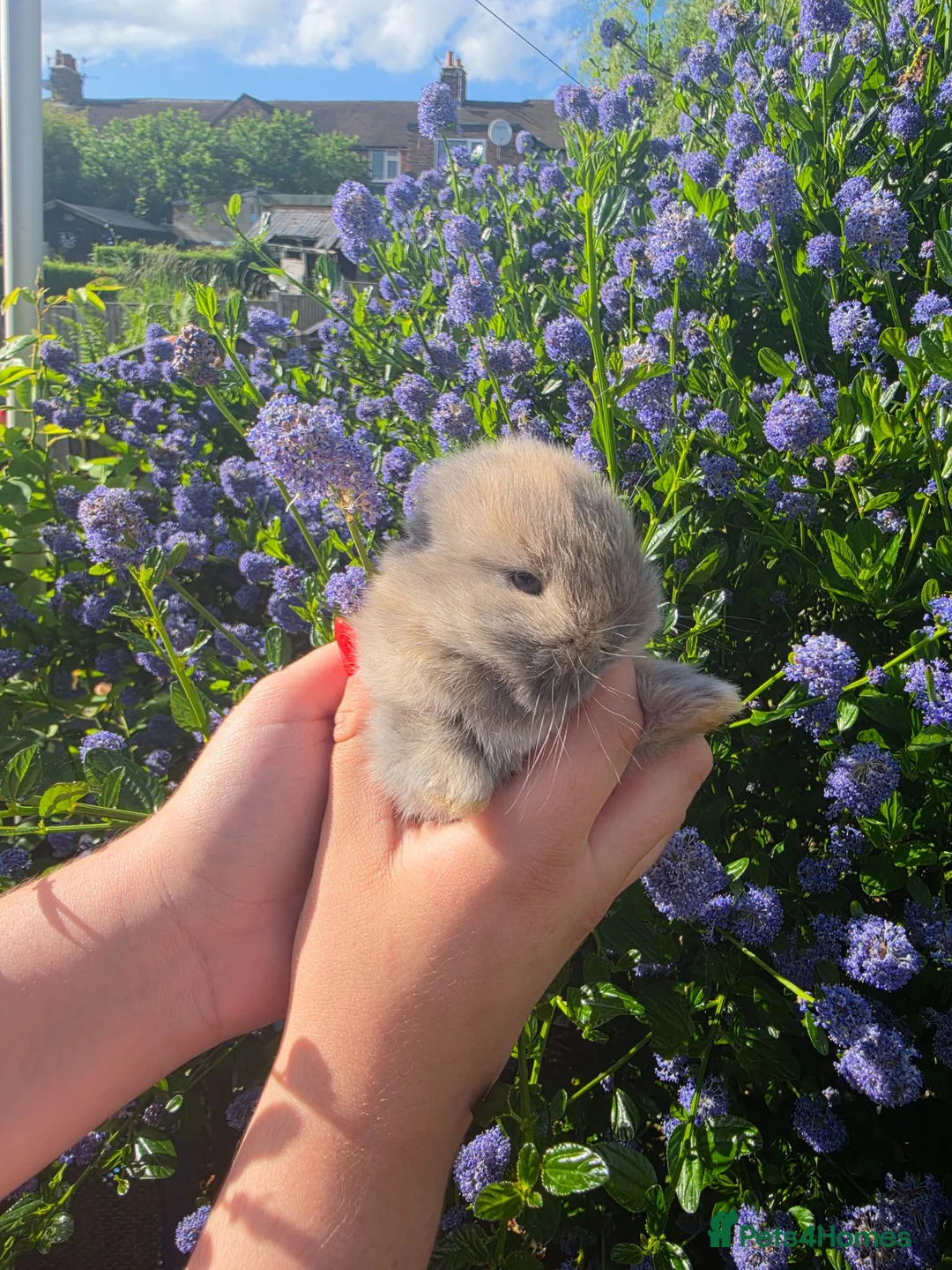 Mini Lop rabbits for sale: BRC Top Quality Mini Lops  - Advert 2