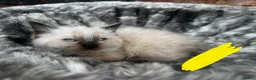 Ragdoll cats for sale: Pure breed ragdoll kittens READY NOW  - Advert 9