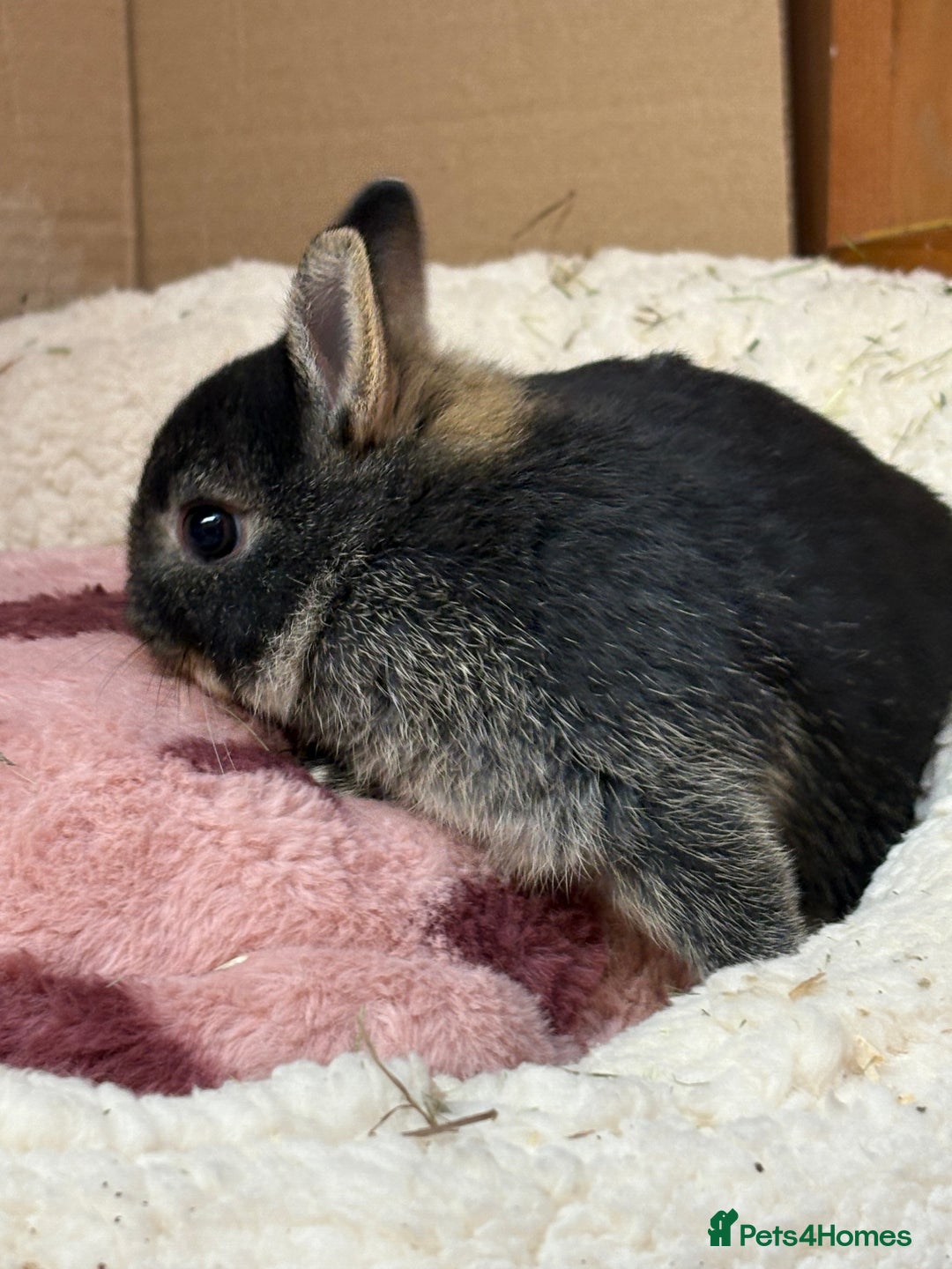 Netherland Dwarf rabbits for sale: Pure breed netherland dwarf (vaccinated)  - Advert 4