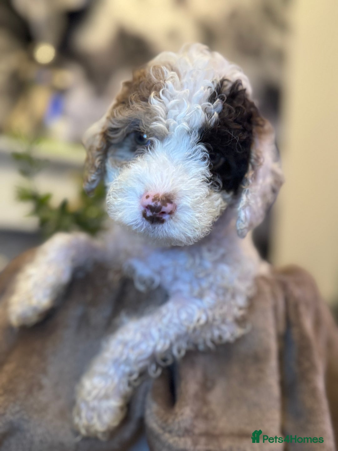 Cockapoo dogs for sale: Miniature Cockapoo Multi Generation  in Darwen - Image 7