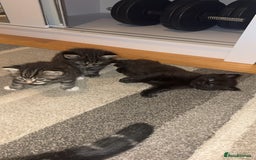 Mixed Breed cats for sale: 🐱4 fluffy male kittens🐱 - Image 1