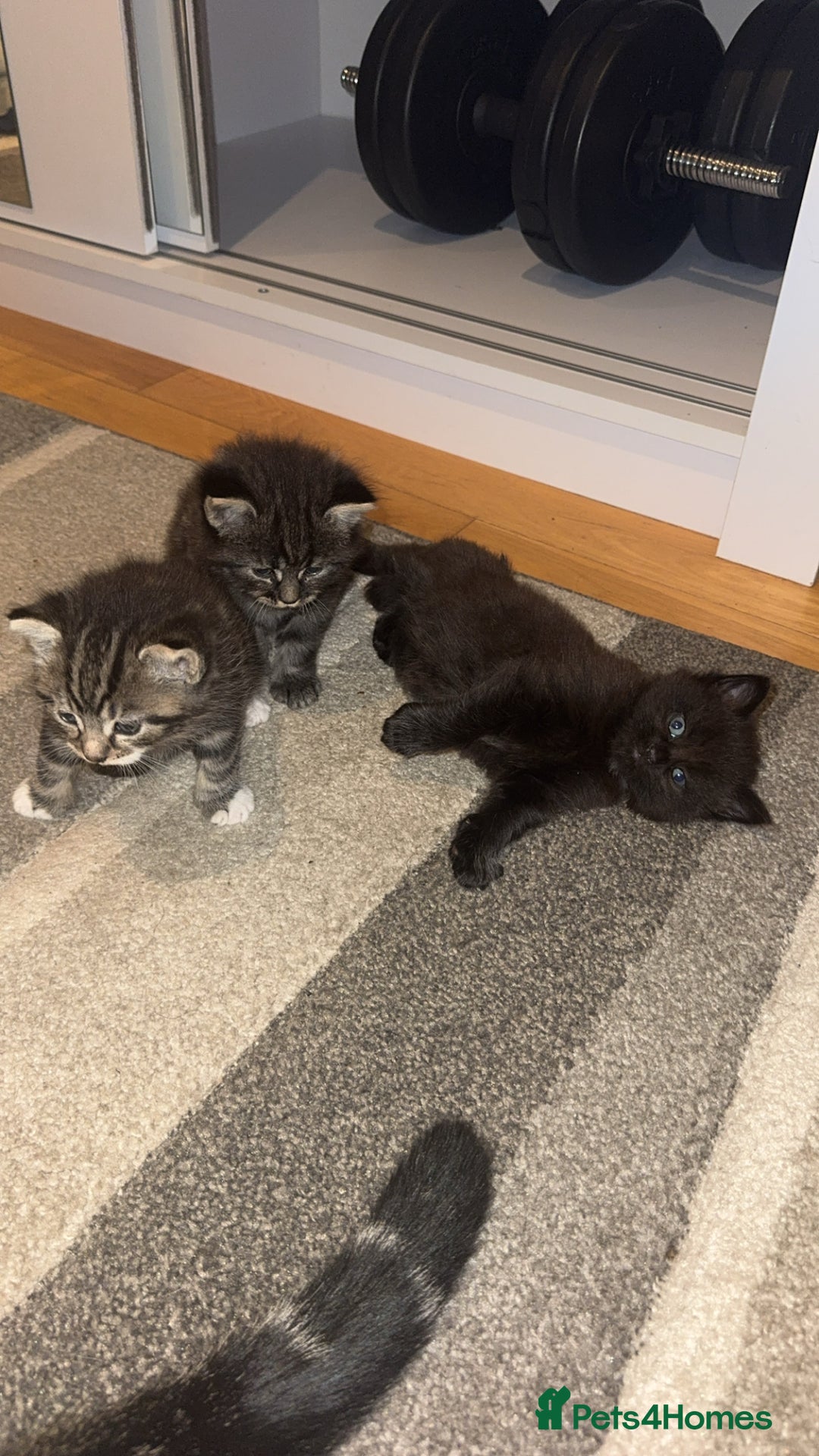 Mixed Breed cats for sale: 🐱4 fluffy male kittens🐱 - Image 1