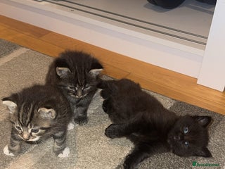 Mixed Breed cats - Advert 35